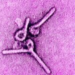 Ebola Virus