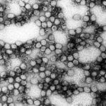 Yellow Fever Virus