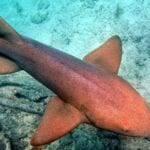 Nurse Shark