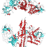 Botulinum toxin