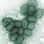 Smallpox Virus Cluster (CDC)