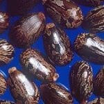 Castor Beans - The Source of Ricin Toxin