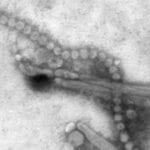 H7N9 Influenza