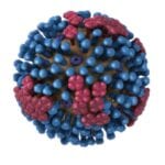 Influenza Viron Structure