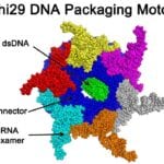 phi29 DNA Packaging Motor