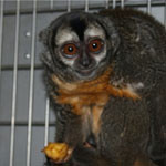 Non-Human Primate (NHP) Research