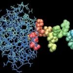 3D Model Monoclonal Antibodies (NIH)