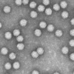 AAV Gene Therapy for Pandemic Flu Virus