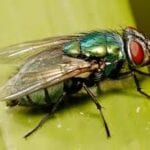 Australian Sheep Blowfly Key to Chemical Weapon Treatment