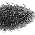 Tretahymena Chases E. coli