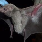 Bat as natural reservoir for Middle East Respiratory Syndrome