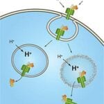 Anthrax Toxins Rupture Endosome - USAMRIID, NIST