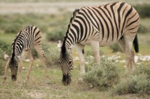 Zebra Anthrax Bacteriophage