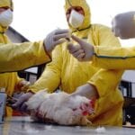 Pathogenic Avian Influenza