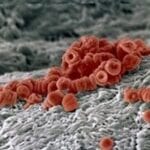 Red Blood Cells and Hemoglobin