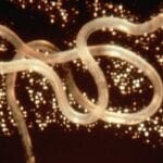 Roundworm loa loa filariasis