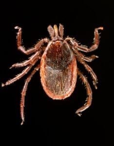 Lyme Disease Transmitting Western Blacklegged Tick