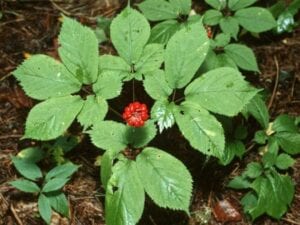 Red Ginseng to Treat Influenza and RSV