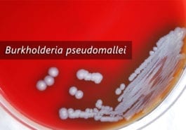Gram Negative Burkholderia pseudomallei