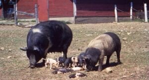 Swine litter infected with brucellosis. The disease is commonly passed to humans through unpasteurized milk. Credit: CDC