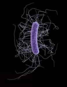 Clostridium Difficile Bacillus