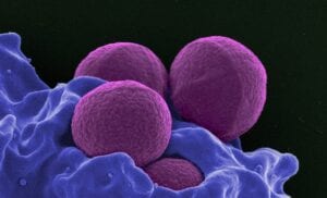 Resistant Bacteria - MRSA Neutrophil