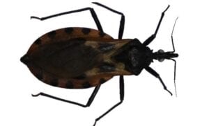 Triatoma Dimidiata