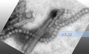 H7N9 Avian Influenza