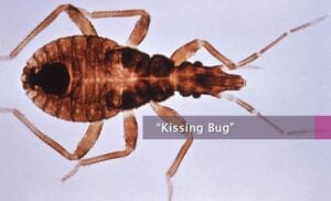 Chagas Kissing Bug Triatoma infestans