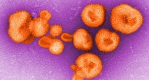 Arenavirus