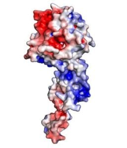 Ebola Protein Coating Research VP35