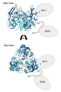 Marburg Antibodies Diagram