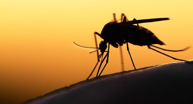 Global Health Impacts of Vector-Borne Diseases – Global Biodefense