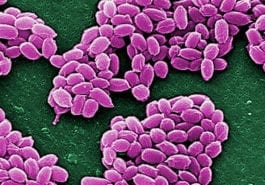Bacillus Anthracis - Anthrax