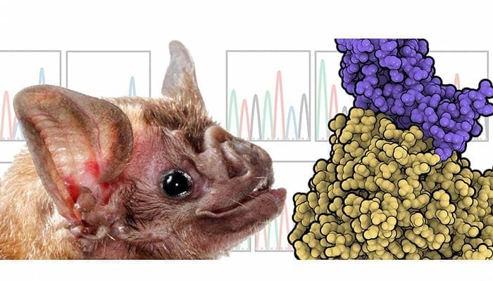 Desmodus rotundus bat - Research on MERS-CoV species adaptation