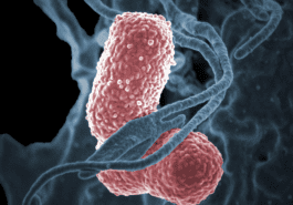 Klebsiella pneumoniae
