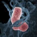 Klebsiella pneumoniae