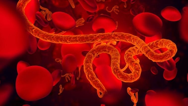 Red Blood Cells and Red Artist Interpretation of Ebola Virus Structure