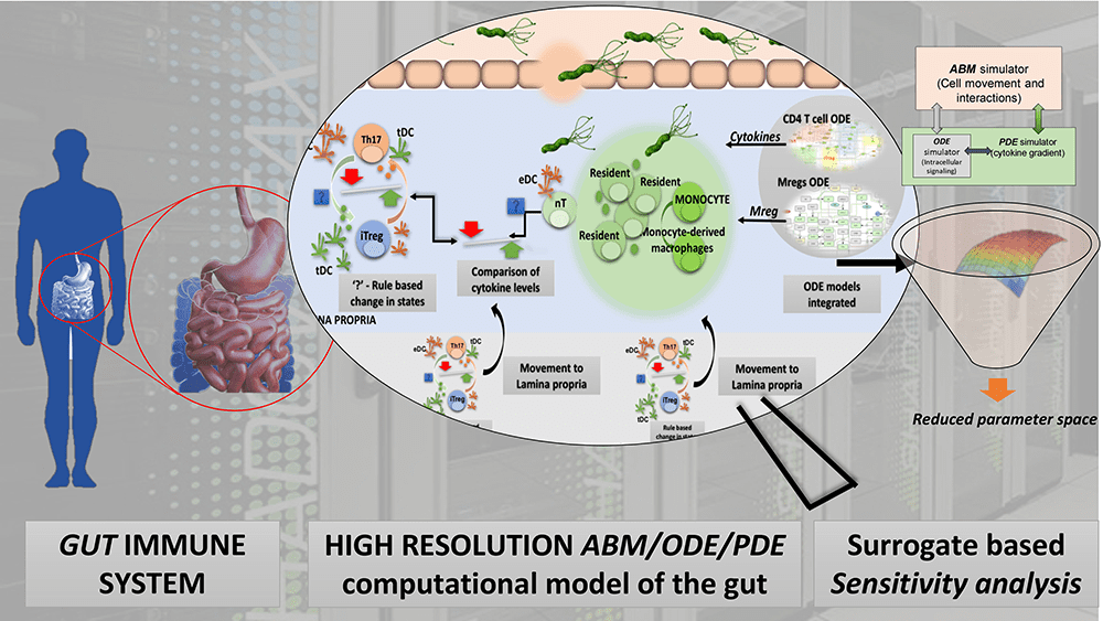 Diagram representing the complex interactions of cytokines, microbes, immune cells in the gut