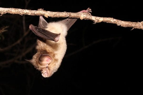 Why It’s Important to Study Coronaviruses in African Bats
