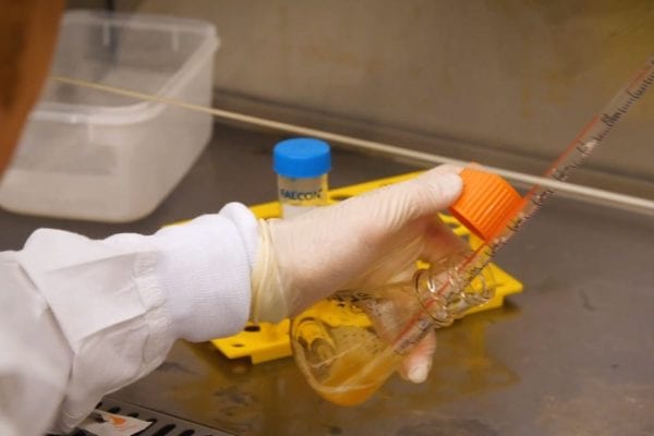 University of Queensland COVID-19 Vaccine Goes Into Test Production