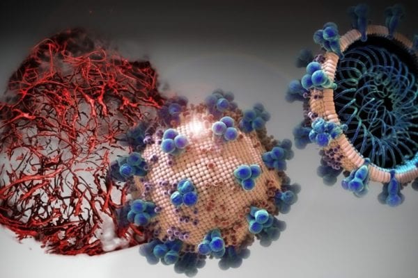 Tests in Engineered Human Tissues Show hrsACE2 Drug Blocked Early Stages of SARS-CoV-2 Infection