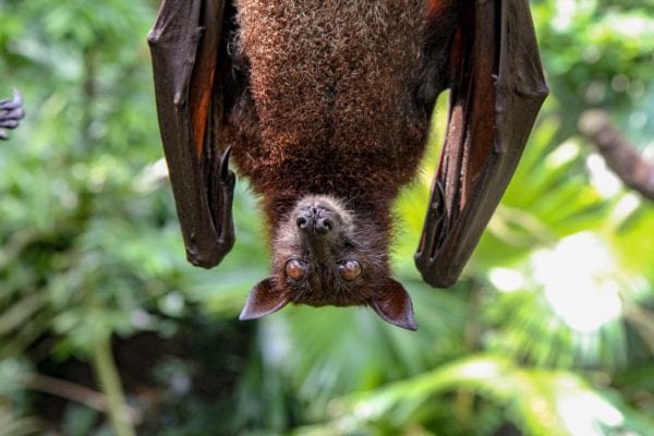 A Close Relative of SARS-Cov-2 Found in Bats Offers More Evidence It Evolved Naturally