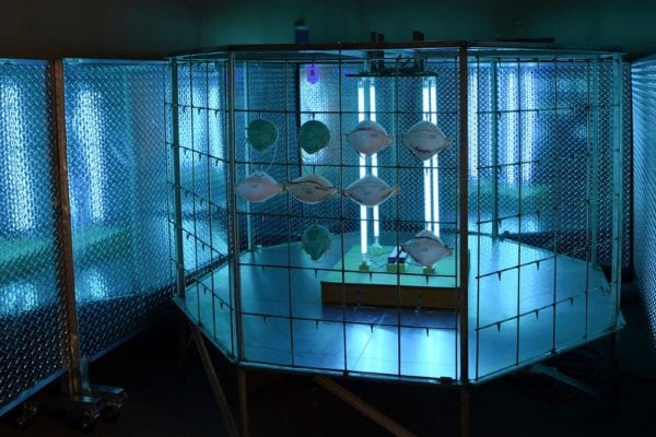 Bug Zapper Uses UV-C Light to Enable Sterilization and Reuse of N95 Masks