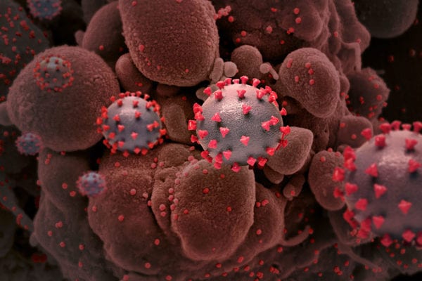 Two Studies Show COVID-19 Antibodies Persist for Months