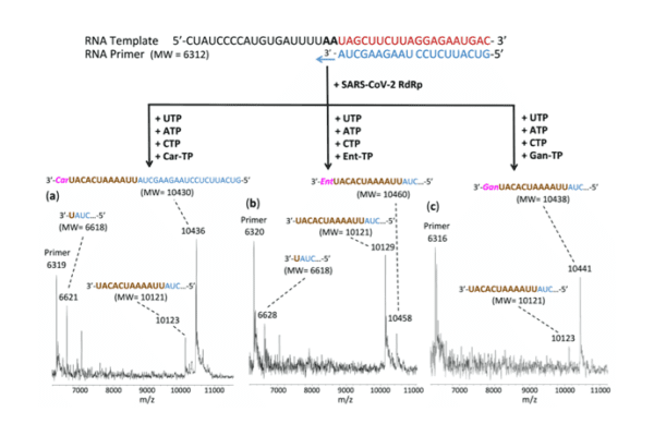 Researchers Identify Multiple Molecules that Shut Down SARS-Cov-2 Polymerase Reaction