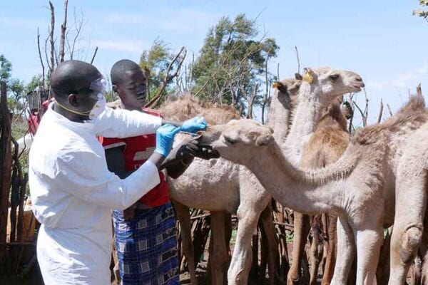 Keep Focus on Emerging Infections, Disease X: Analysts