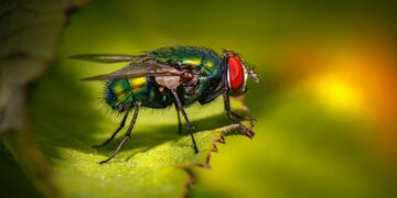 Send in the Blow Flies: Using Insects to Sample Areas for Chemical Warfare Agents