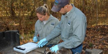 2022 Oral Rabies Vaccine Efforts Underway in Eastern United States