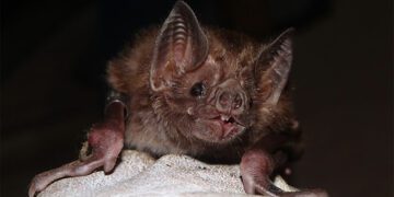 Bat Virus Receptor Studies Vital to Predict Spillover Risk